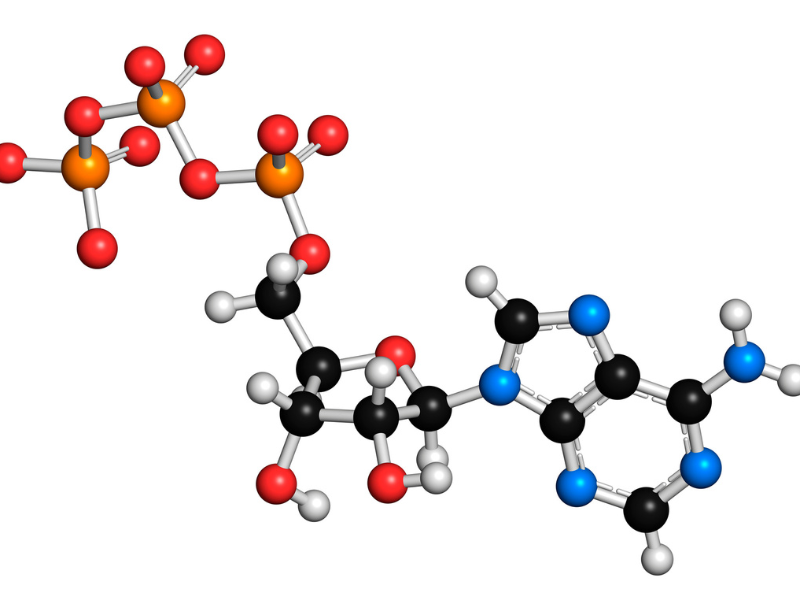 reasons why coffee makes you feel sleepy: caffeine blocks adenosine receptors