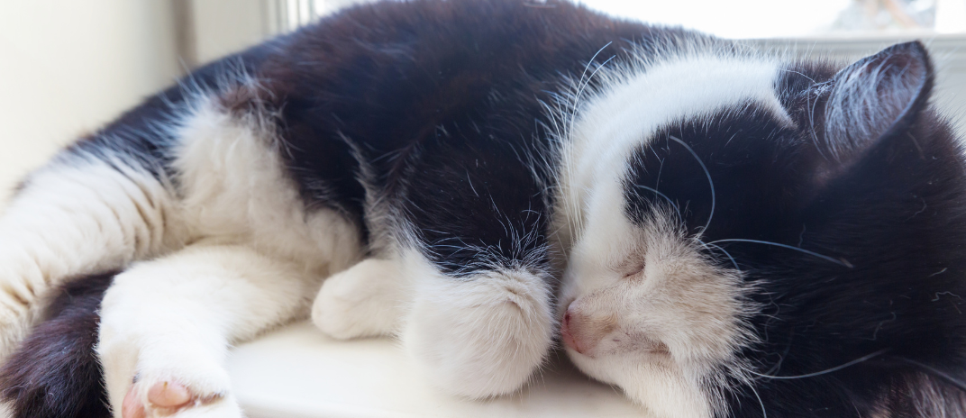 When to Put a Cat to Sleep With Hyperthyroidism?