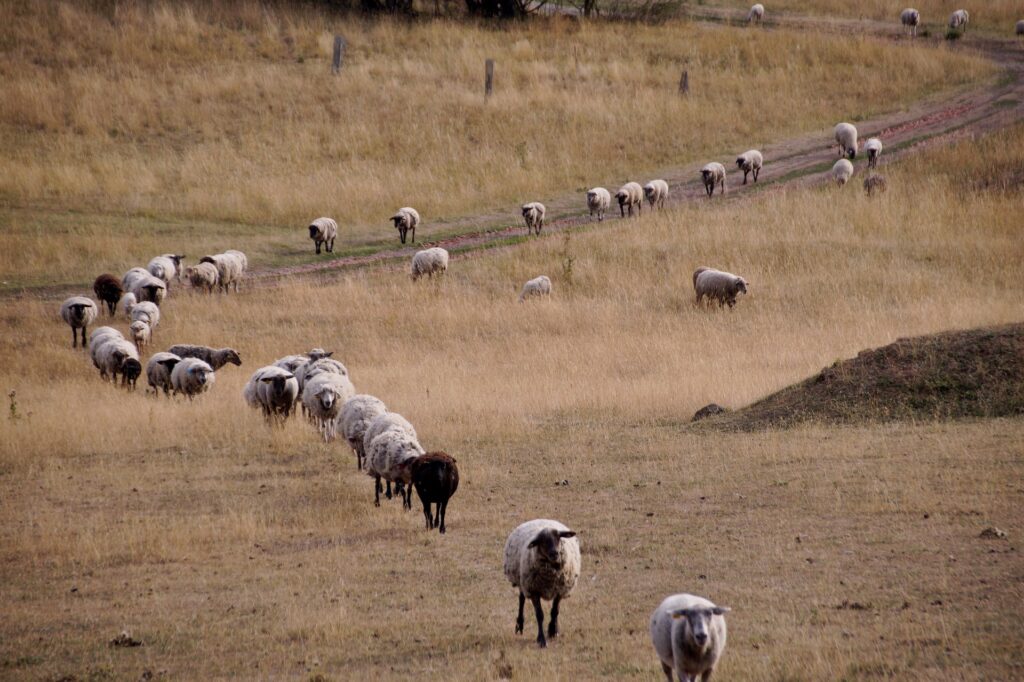 sheep group walking in a field