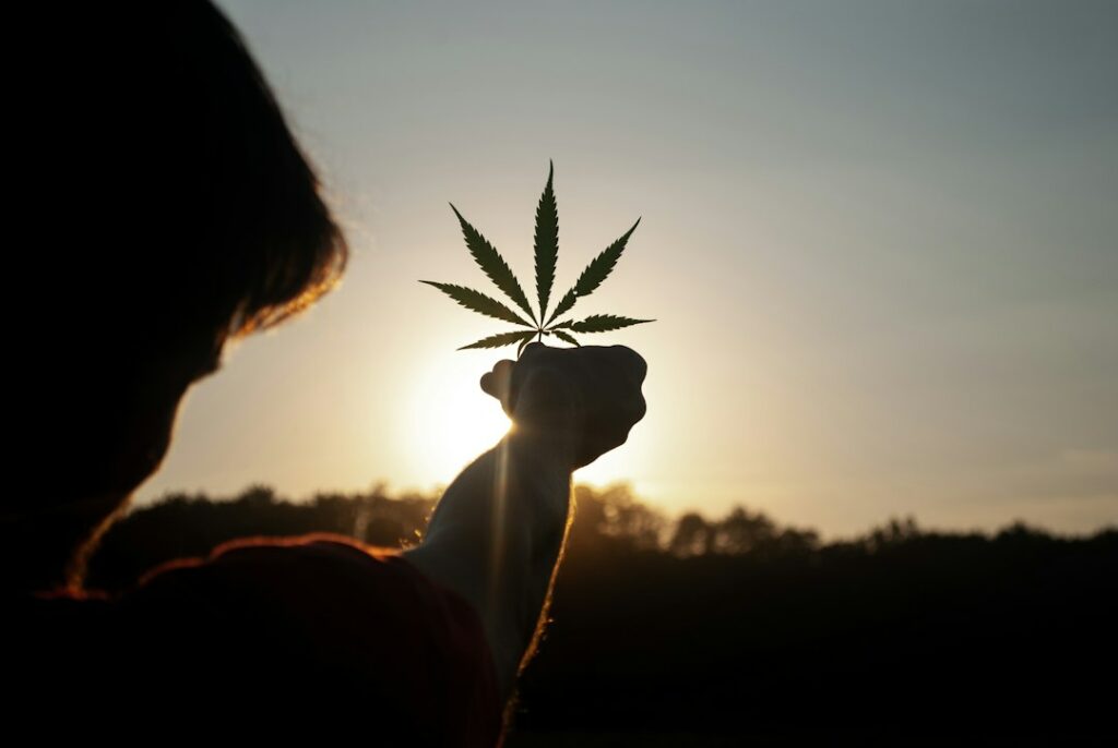 person holding marijuana flower during sunset
