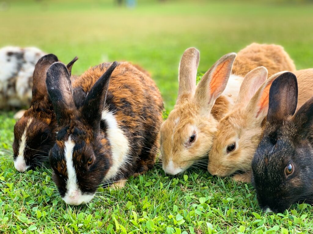 a group of rabbit eating green grass