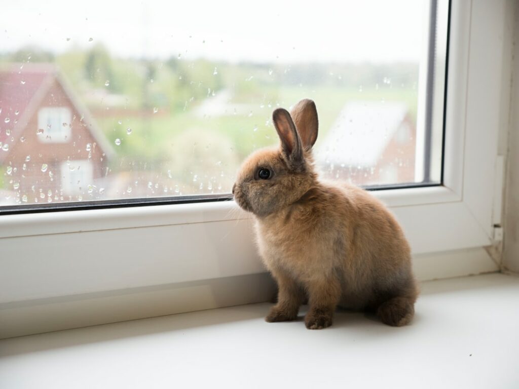 a rabbit standing beside a window