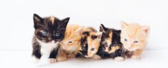 Dreaming of Kittens: Symbolism, Interpretations, and Meanings
