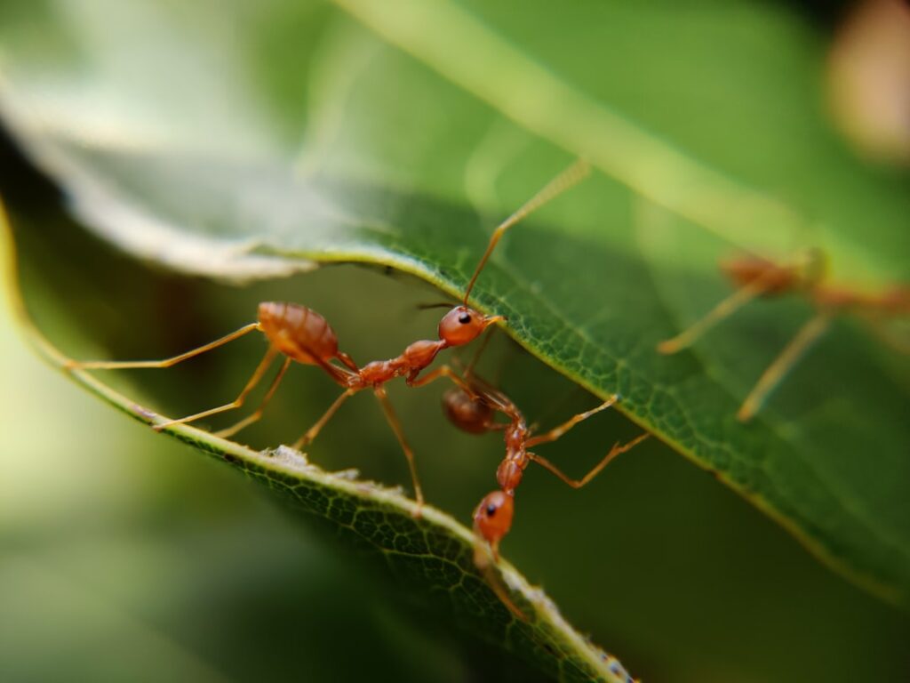 ants on green leaves