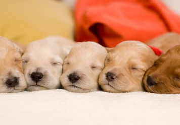 What Does It Mean If You Dream About Puppies?