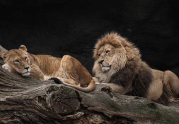 What Does It Mean to Dream About a Lion?