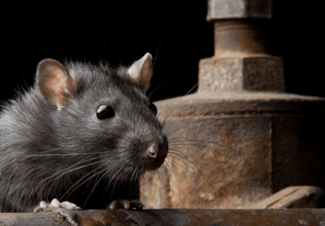 Dreaming of Rats and Mice: What Does It Mean?