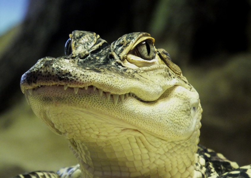 alligator close up 