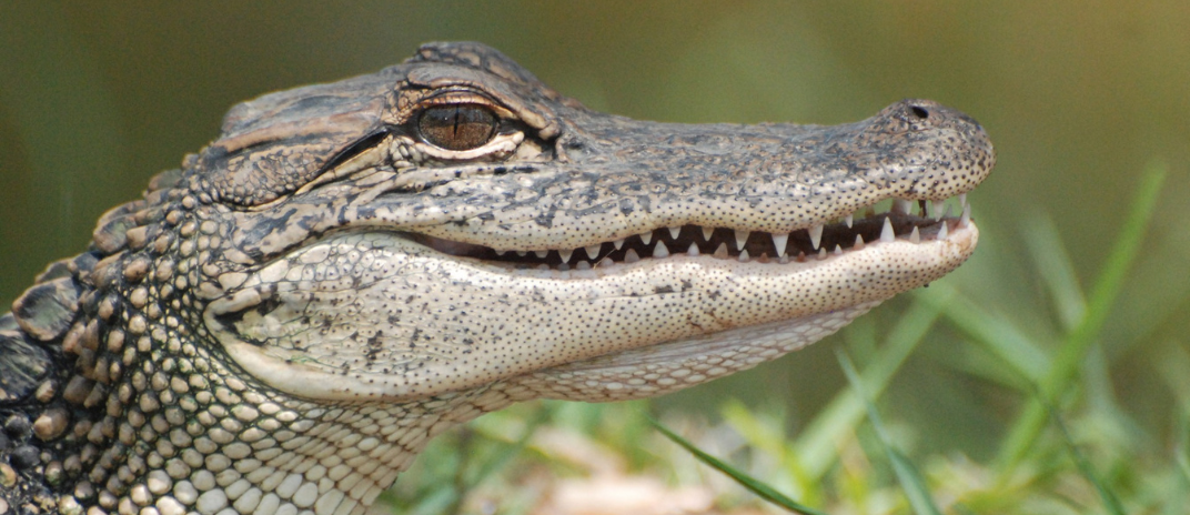 Dreams About Alligators: What Do They Mean