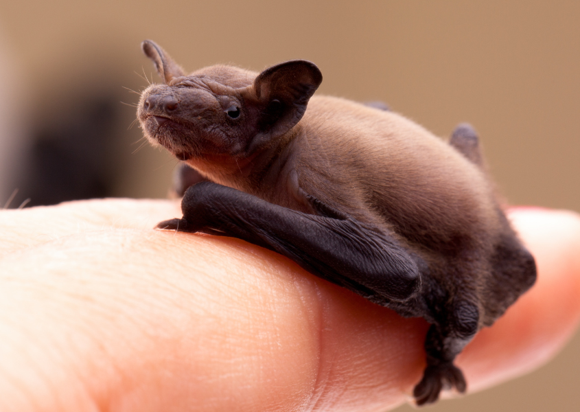 person holding a baby bat