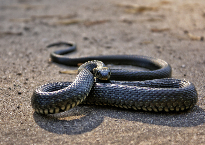 black snake on ground
symbolism