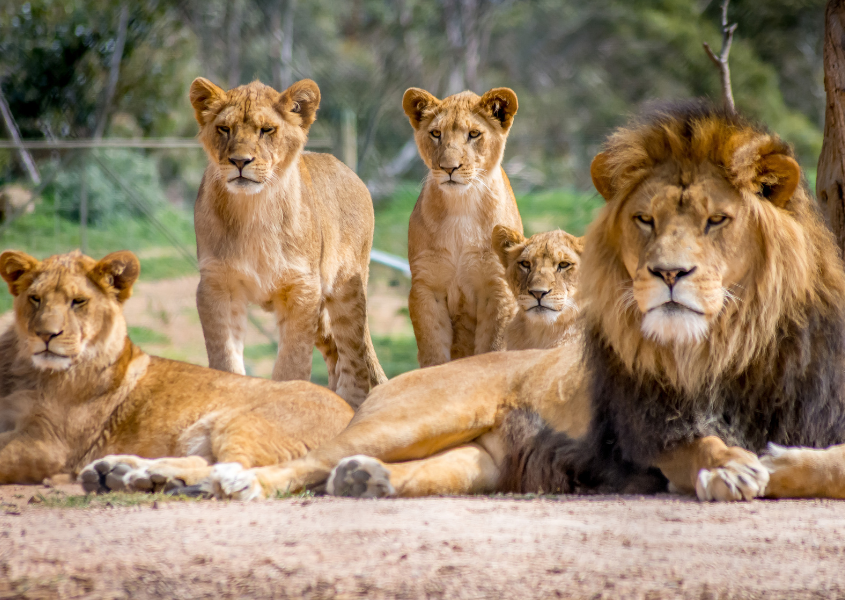 different types of lions 
Adult female and male lion