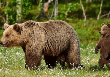 What Does It Mean If You Dream About A Bear?