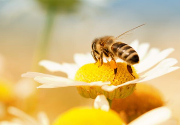 What Does It Mean If You Dream Of Bees?