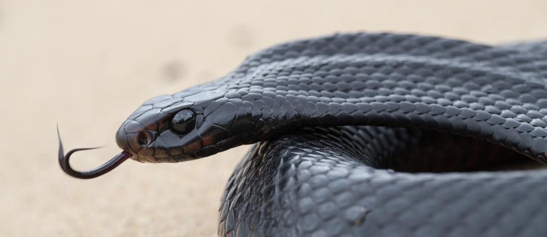 What Does It Mean If You Are Dreaming About Black Snake?