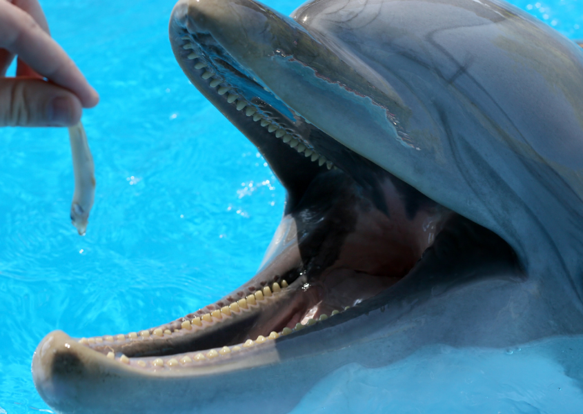 feeding a dolphin