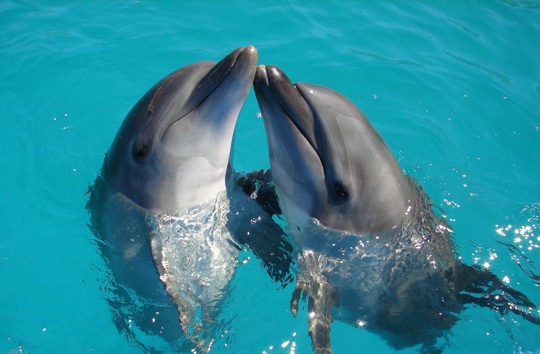 What Does it Mean to Have A Dream of Dolphins?