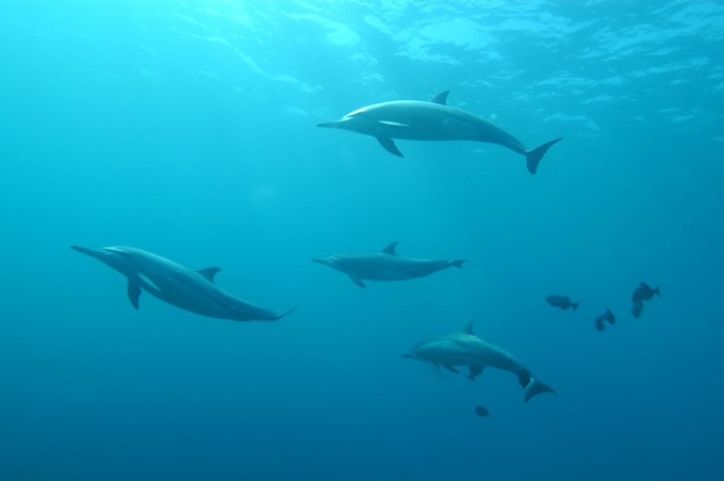 underwater dolphins
