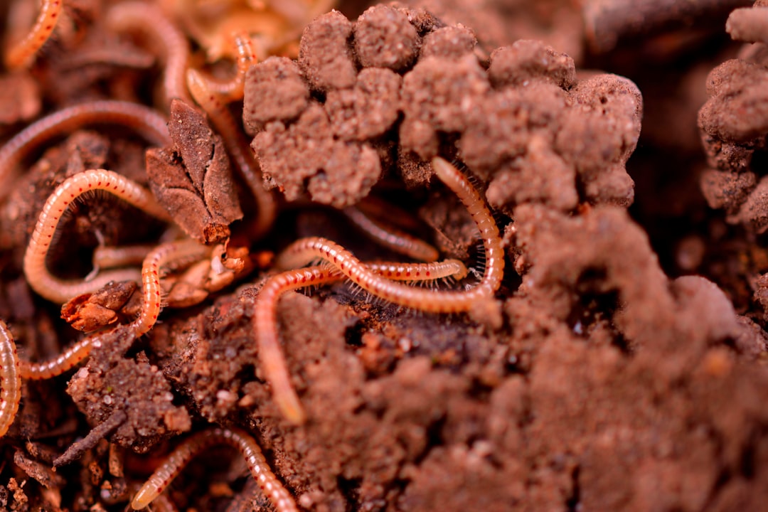 Dreaming of Worms: Meaning, Interpretation, and Symbolism