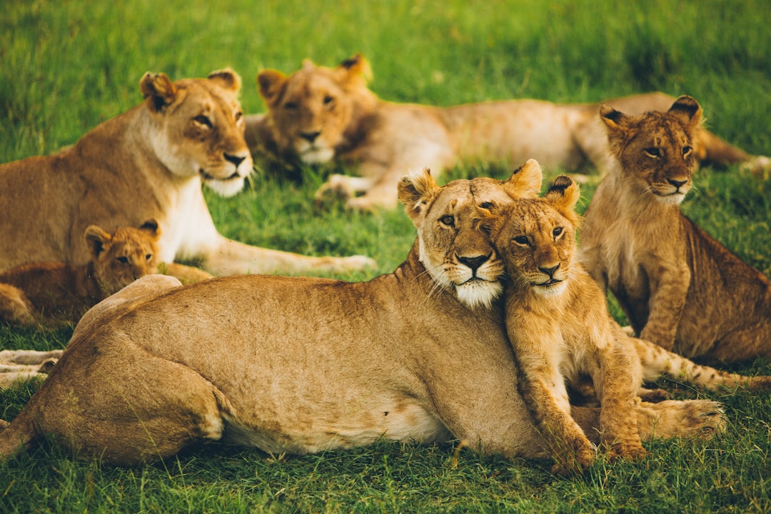lion family