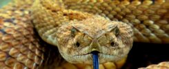 Dreaming of a Rattlesnake: Meaning and Interpretation of Rattlesnake Dreams