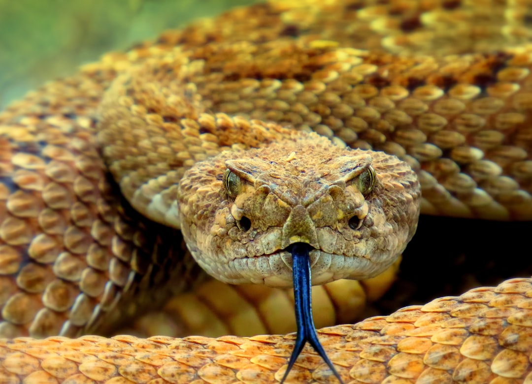 Dreaming of a Rattlesnake: Meaning and Interpretation of Rattlesnake Dreams