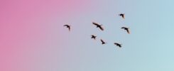 Meaning of Birds in Dreams: What Dreams Of Birds Symbolize