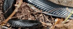 Dreams About Black Snakes: Black Snake Dream Interpretation