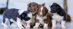 Unlocking the Symbolism of Dreaming About Puppies | Interpretation Guide