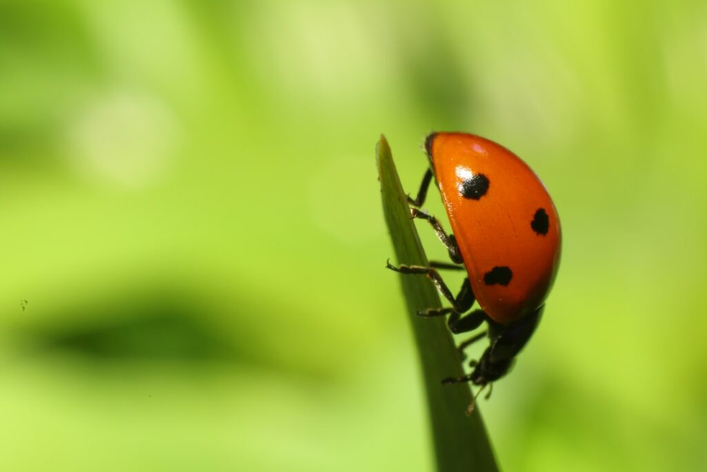 red ladybug perched on green leaf in close up photography during daytime
