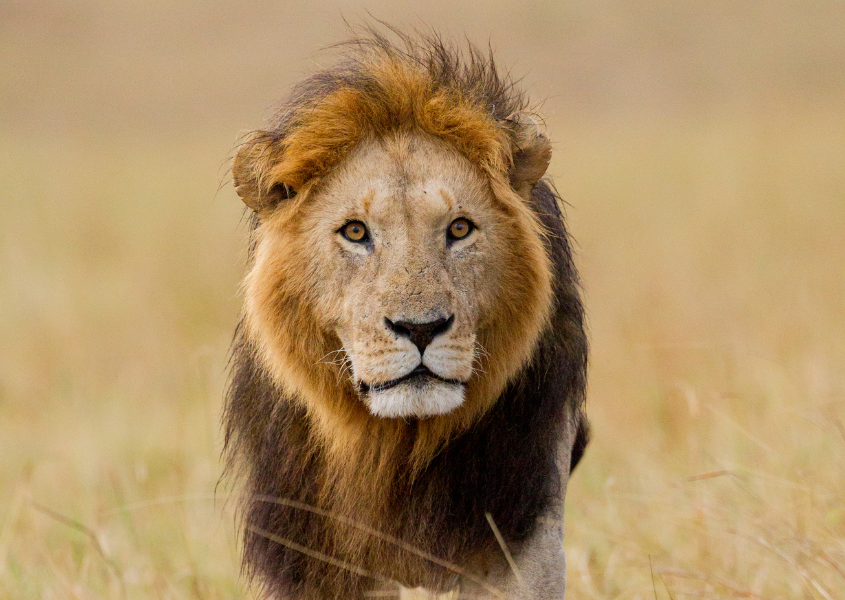 lion looking at camera