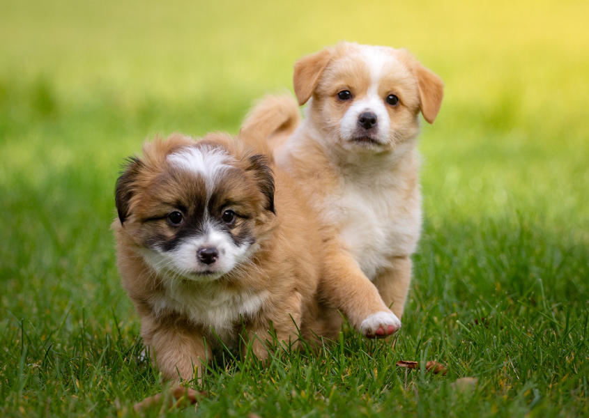 two puppies