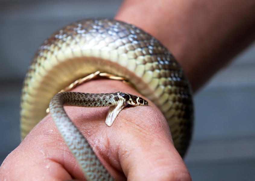 baby snake bitting hand