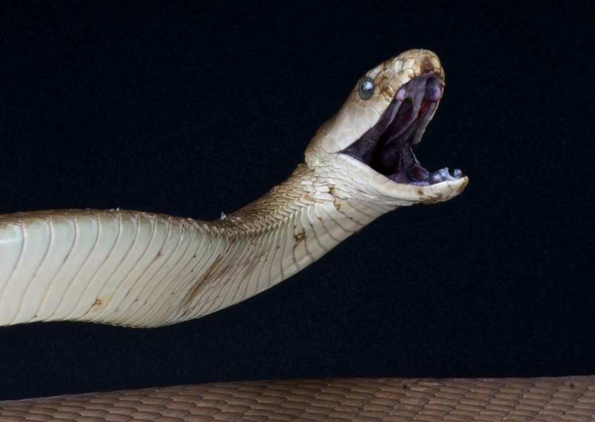 snake open mouth