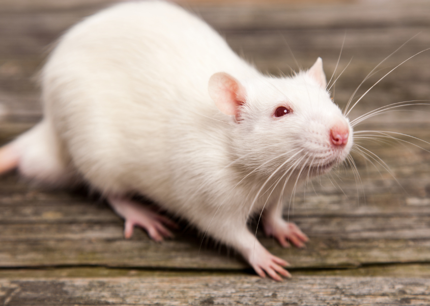 white rat