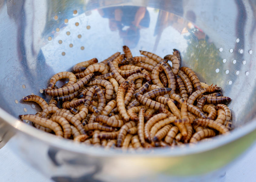 brown worms in a bowl