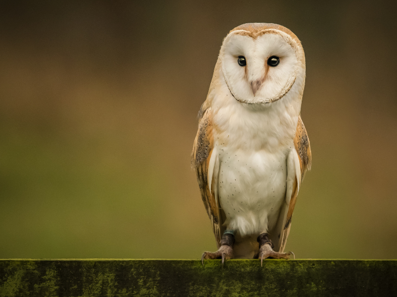 barn owl species symbolizes wealth and good fortune