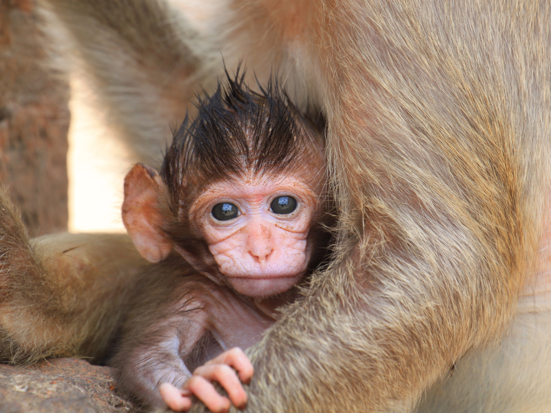 seeing a baby monkey in dream