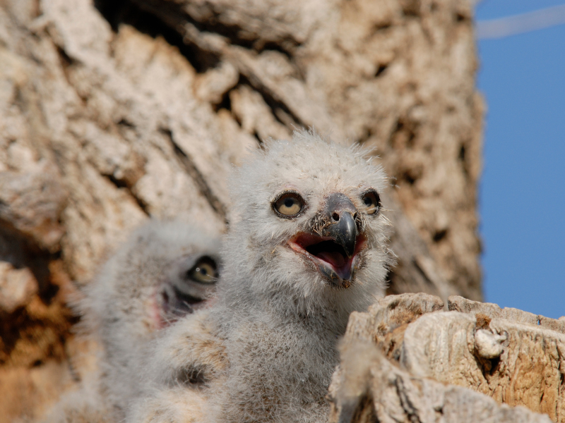 dream about baby owls