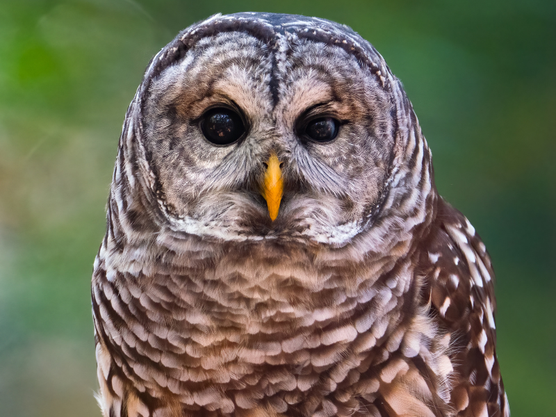 barred owl species symbolizes wisdom