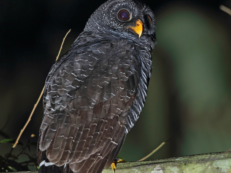 black owl color symbol of unknown fear or aspect of yourself