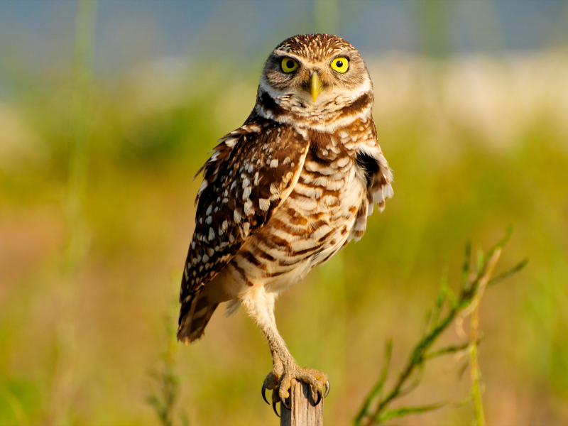 burrowing owls species need to adapt yourself in challenging situations