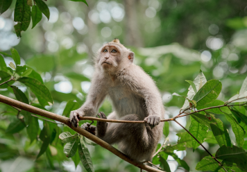 What Does It Mean If You Dream About a Monkey?