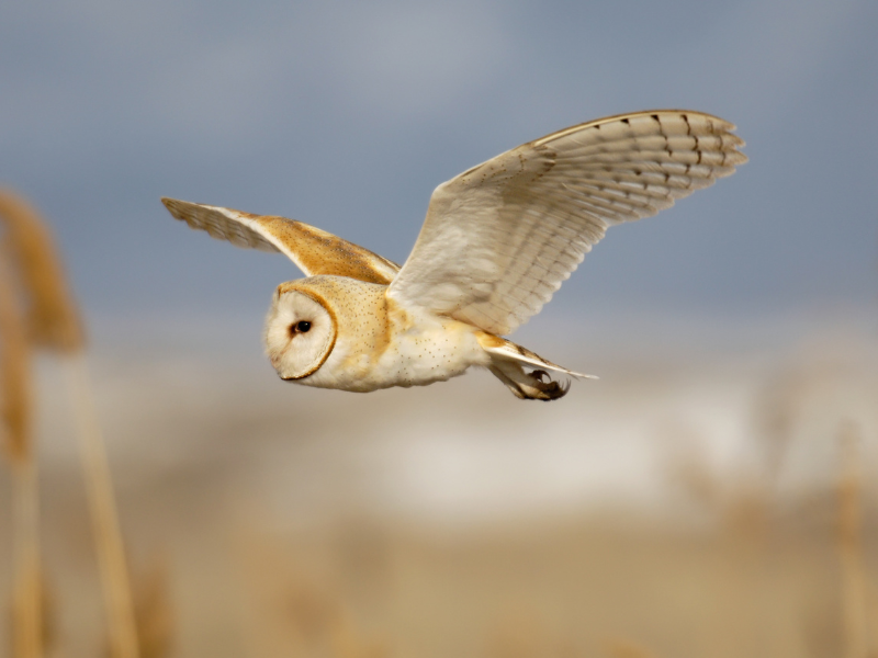 flying owl in dream meaning