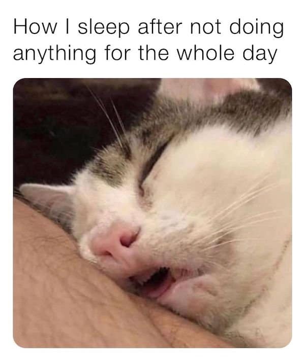 Hilarious Sleeping Memes cat sleeping