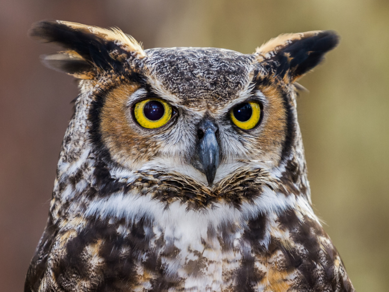 great horned owl species symbolizes courage and strength