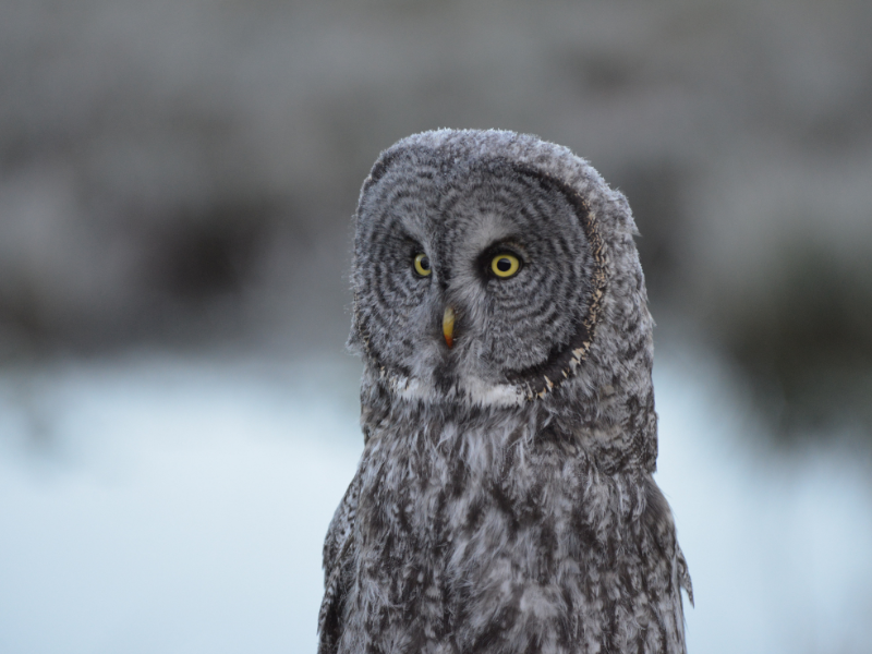 grey owl color symbolize neutrality and balance