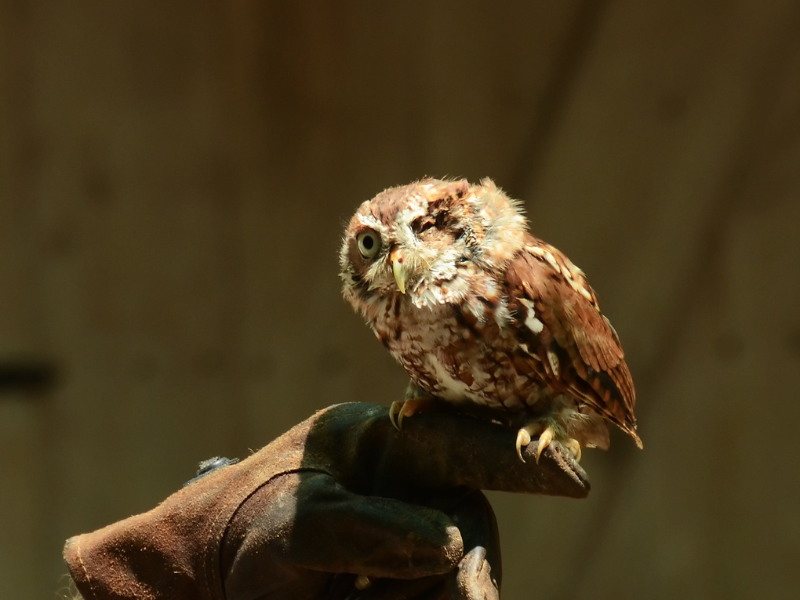 seeing an injured owl