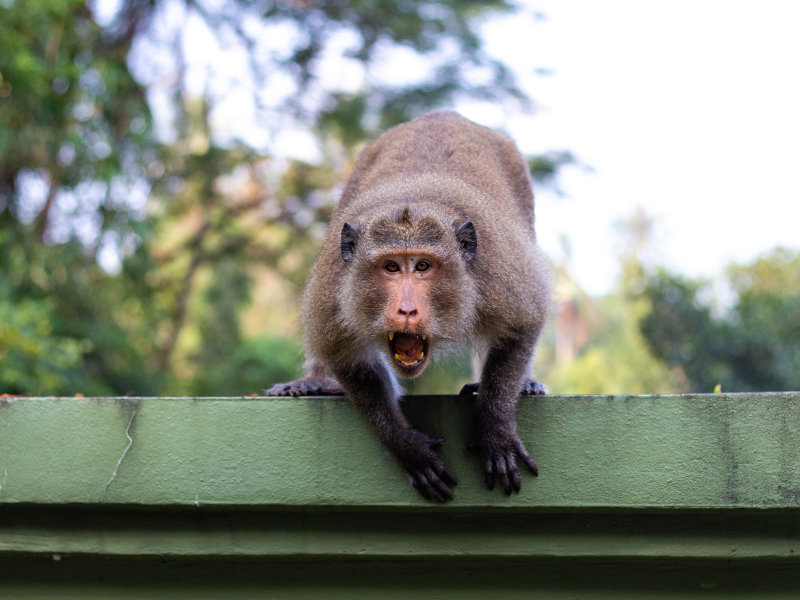 monkey attacking me in dream