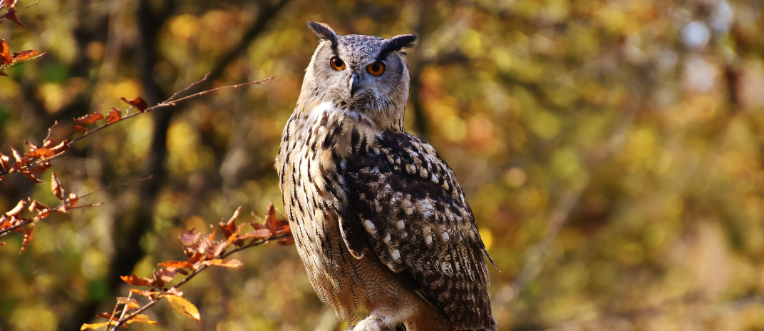 Owl in Dream: Full Dream Meanings and Interpretations